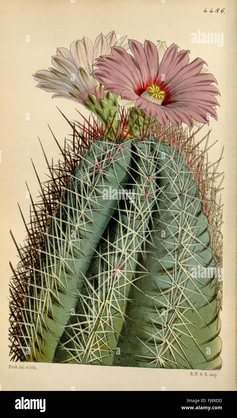 A botanical magazine featuring illustrations and descriptions of plants ...
