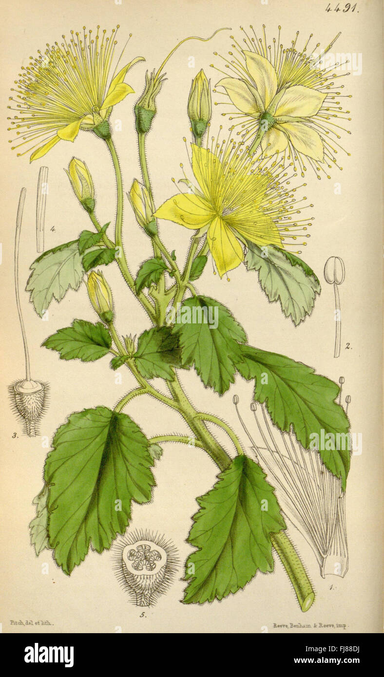 An illustration from Curtis's Botanical Magazine showcasing a detailed ...