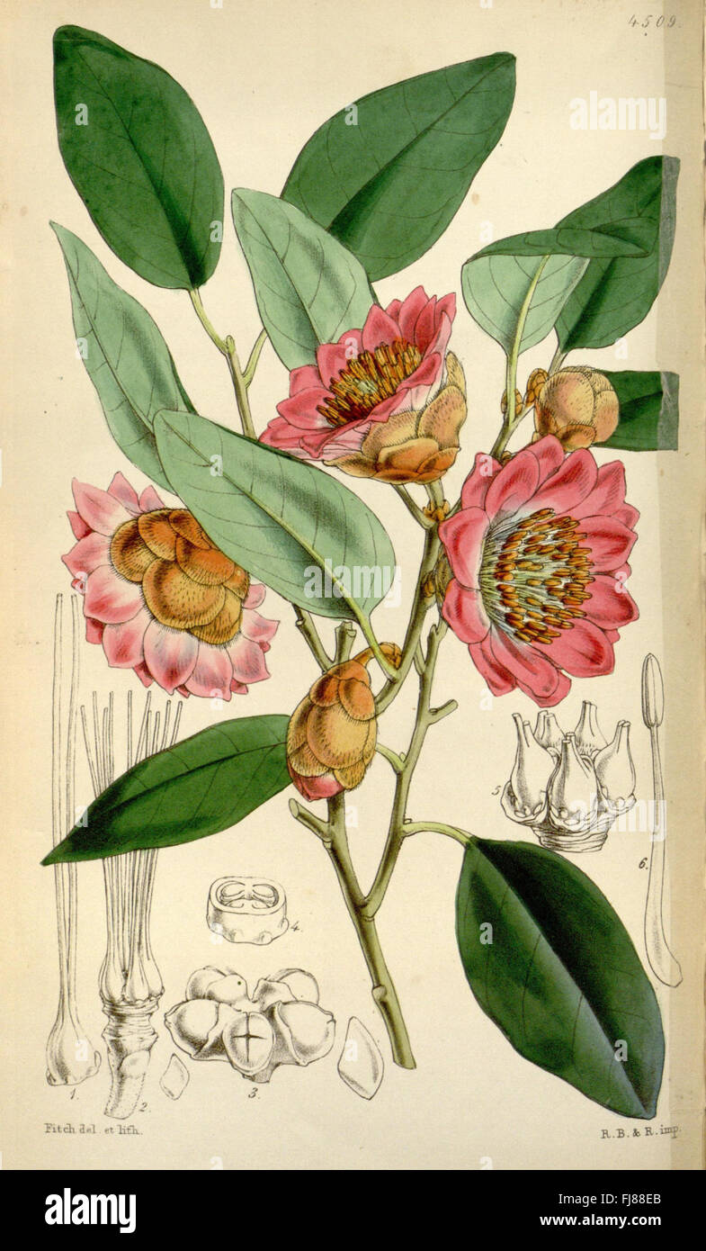 Curtis's botanical magazine (Tab. 4509), a periodical showcasing ...