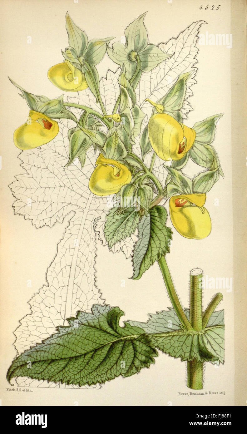 An edition of Curtis's Botanical Magazine, featuring detailed botanical ...