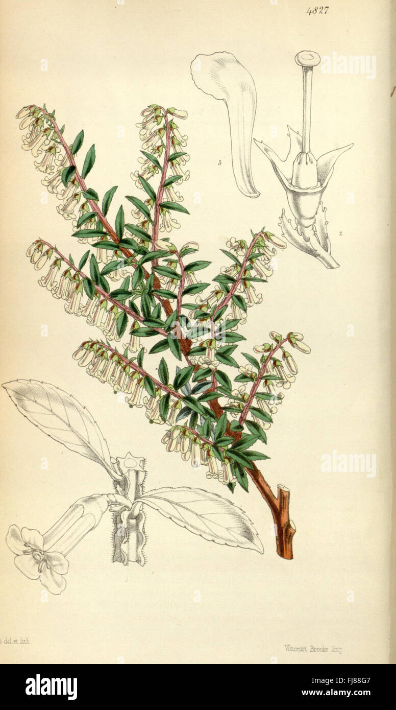 Botanical magazine featuring detailed illustrations of plant species ...