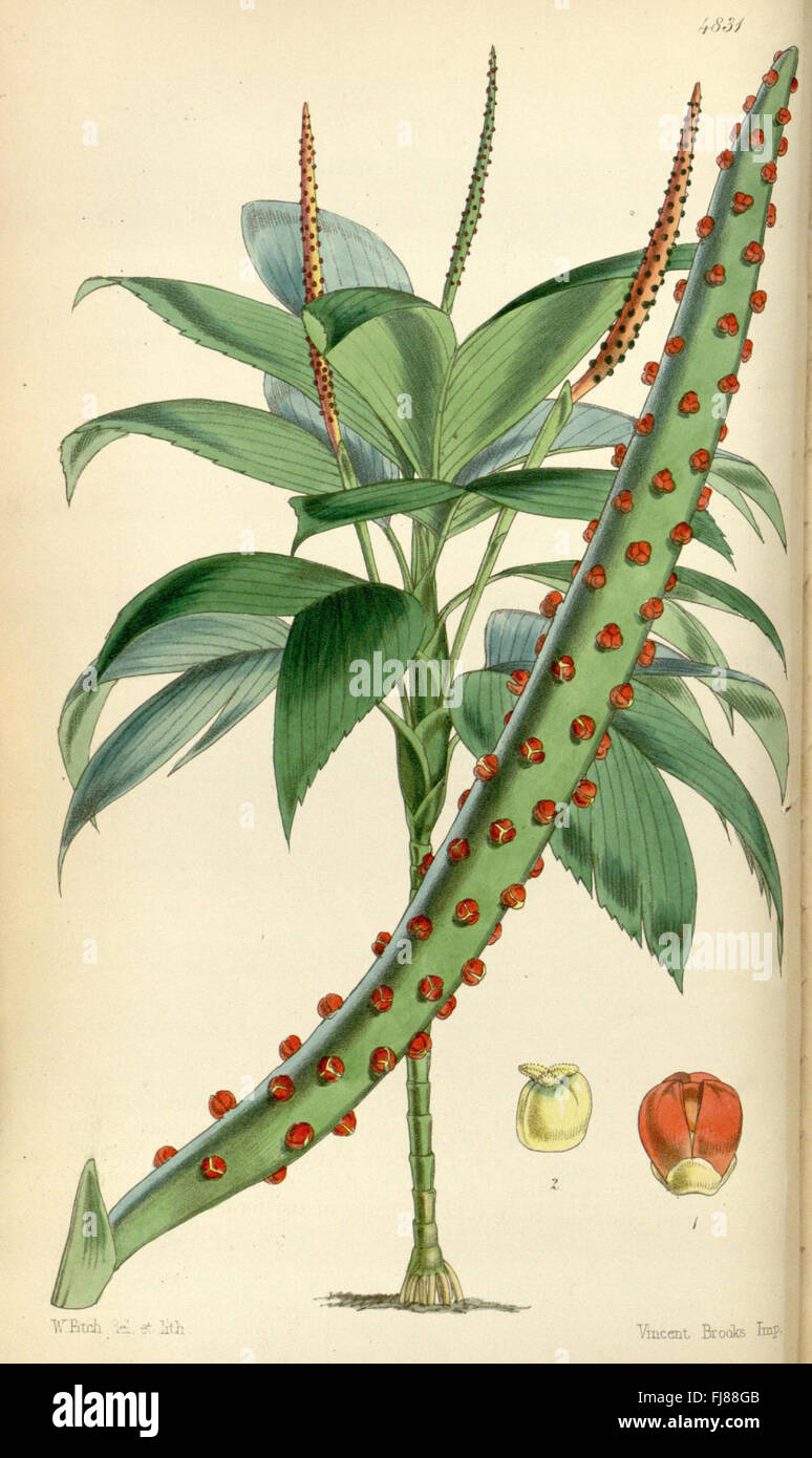 Curtis's Botanical Magazine, a publication featuring detailed ...