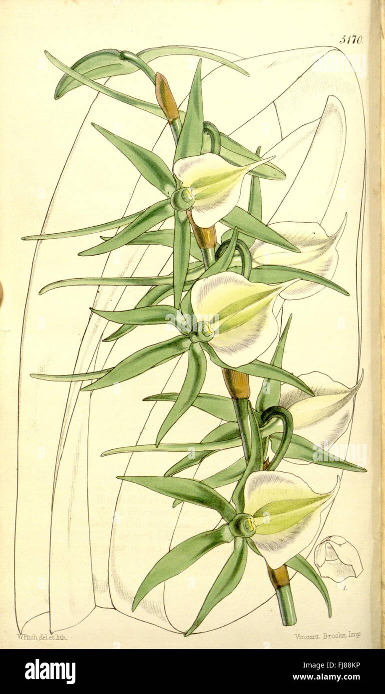 Curtis's Botanical Magazine – A Journal of Botanical Research and Plant ...