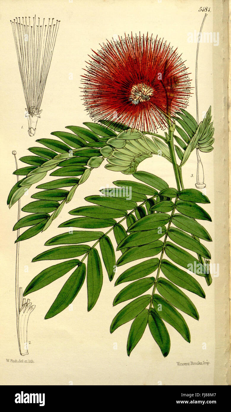Curtis's Botanical Magazine (Tab. 5181): A renowned botanical journal ...
