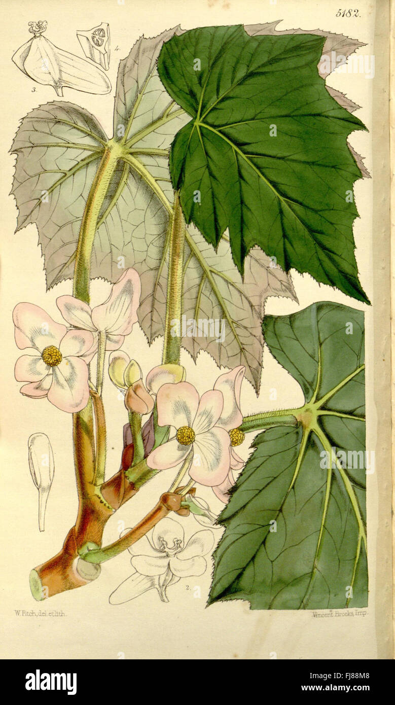 Curtis's Botanical Magazine, Tab. 5182: A detailed botanical ...