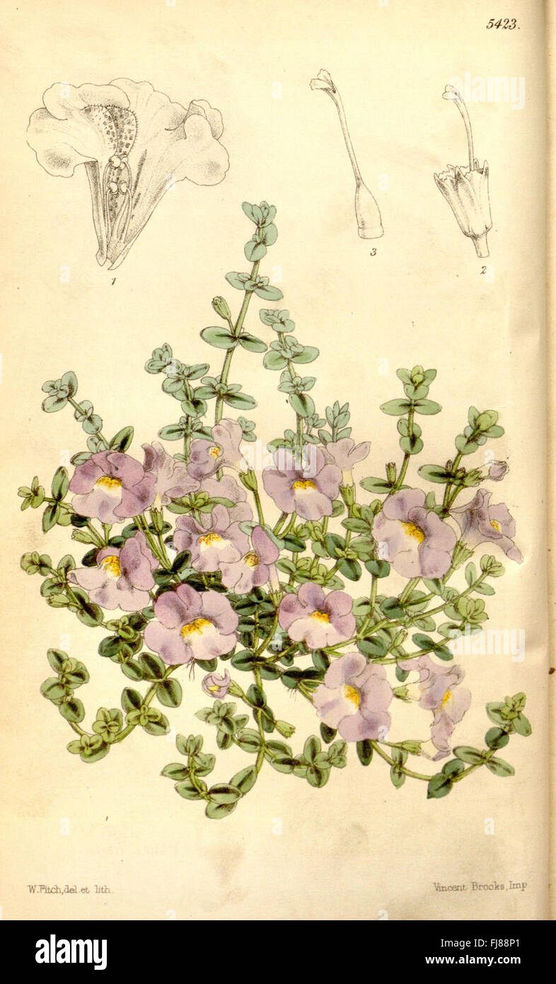 An issue of Curtis's Botanical Magazine showcasing various plant ...