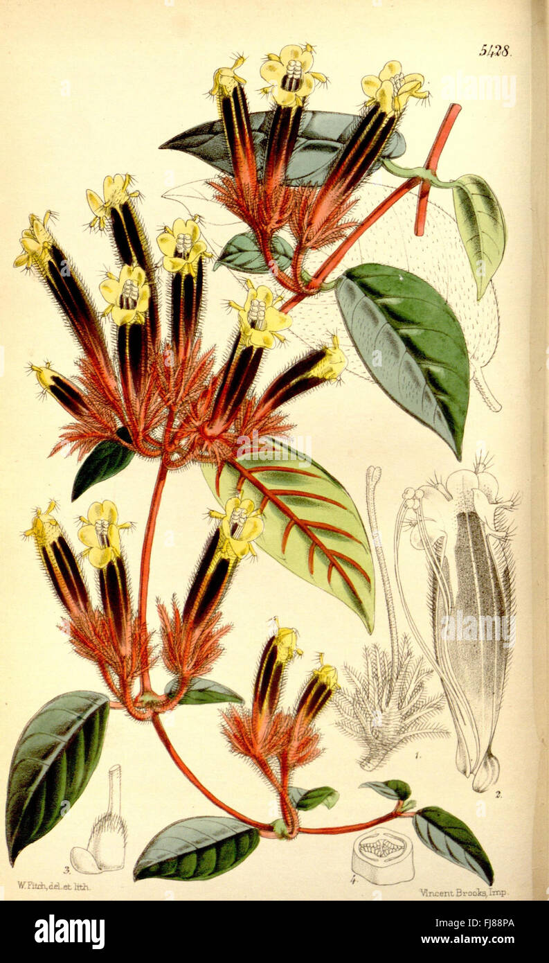 Curtis's botanical magazine (Tab. 5428) Stock Photo