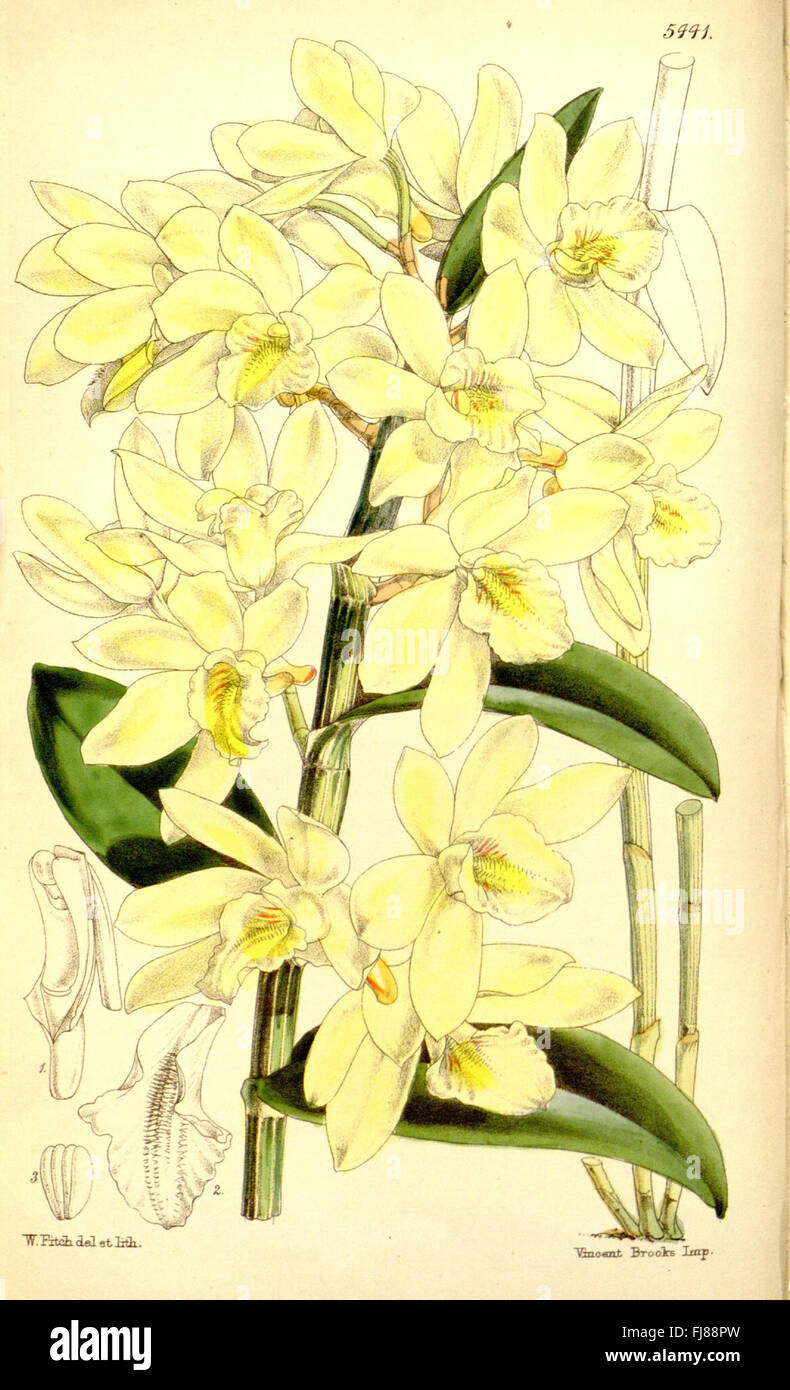 A botanical magazine publication featuring a detailed illustration of a ...