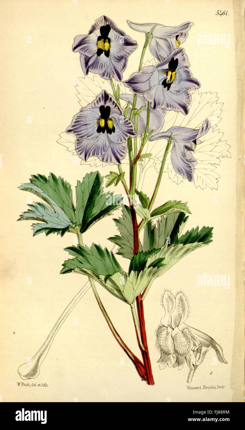 A volume of Curtis’s Botanical Magazine, featuring detailed ...