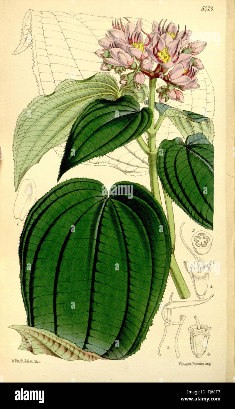 A continuation of Curtis's botanical magazine, presenting detailed ...