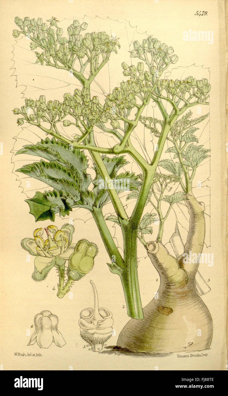 Curtis's botanical magazine (Tab. 5479) - Botanical Illustration from ...