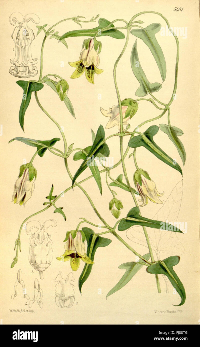 A renowned botanical magazine that features detailed illustrations and ...