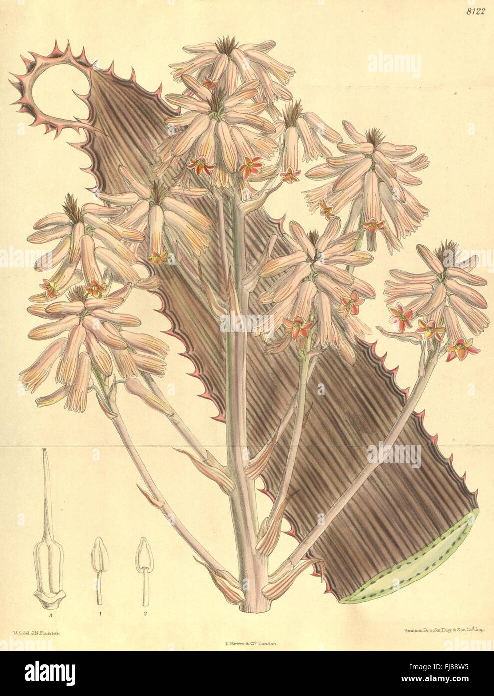 A botanical magazine featuring detailed illustrations of plant species ...