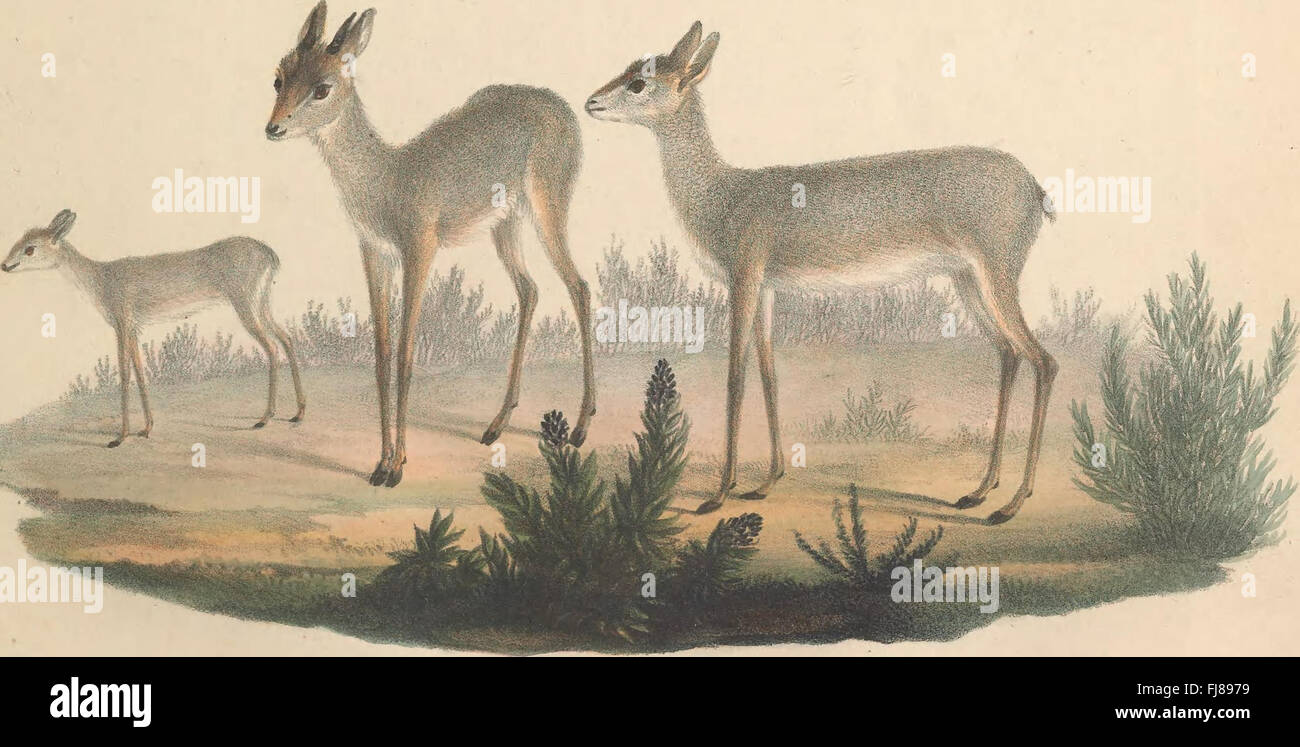 An illustrated work showcasing 65 lesser-known mammals, with detailed ...