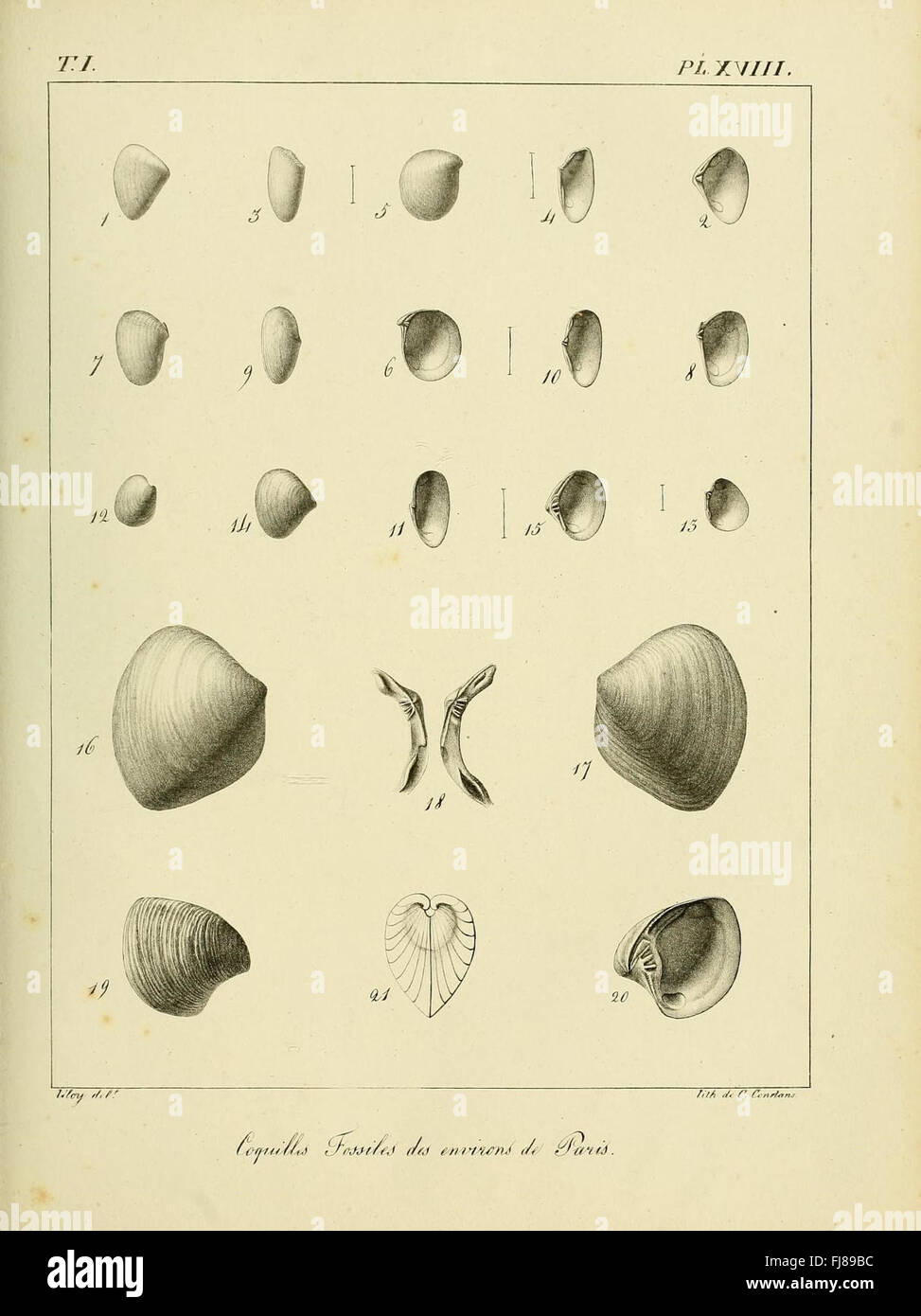 Fossil shells hi-res stock photography and images - Alamy