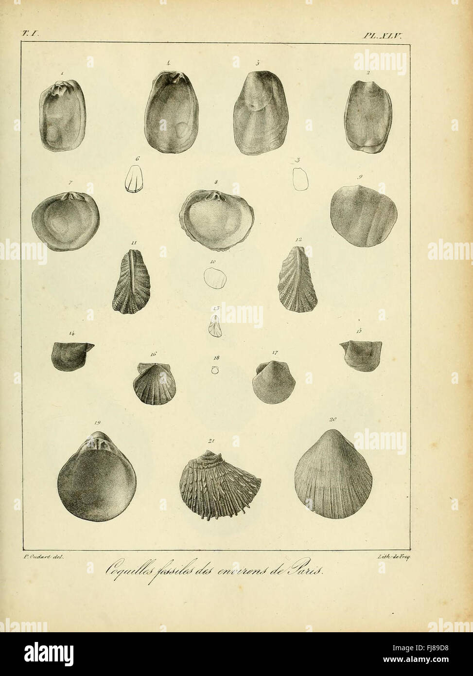 Fossil shells hi-res stock photography and images - Alamy