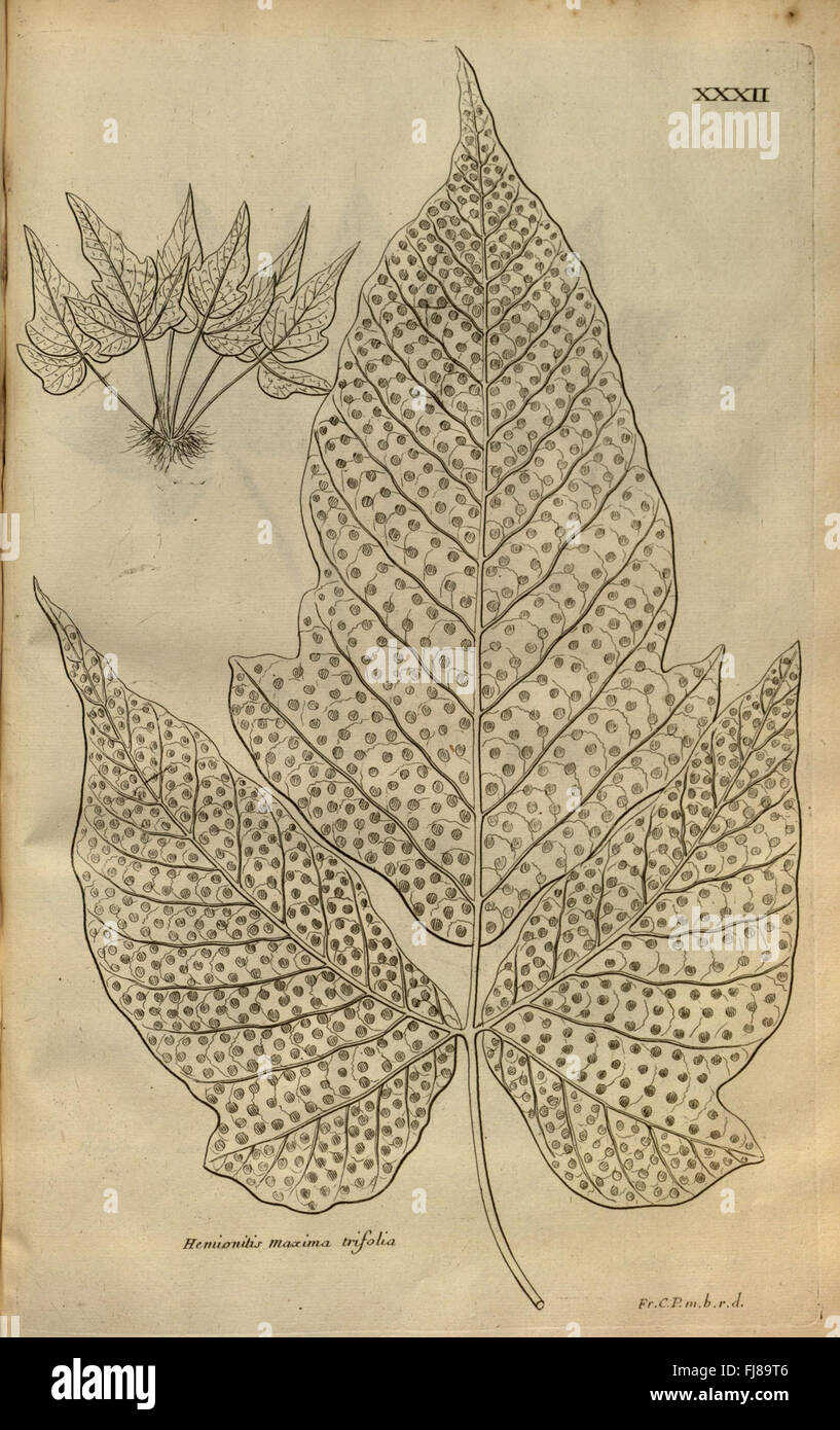 A pre-Linnean botanical work illustrating plant species from the West ...