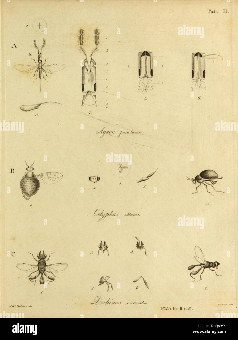 A collection of entomological studies focusing on various insect ...