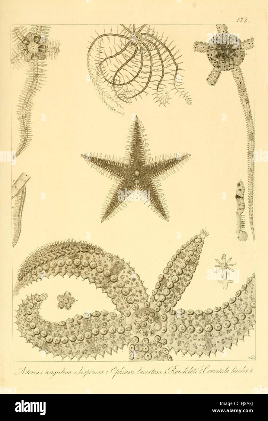 A description and anatomical study of invertebrate animals in the ...