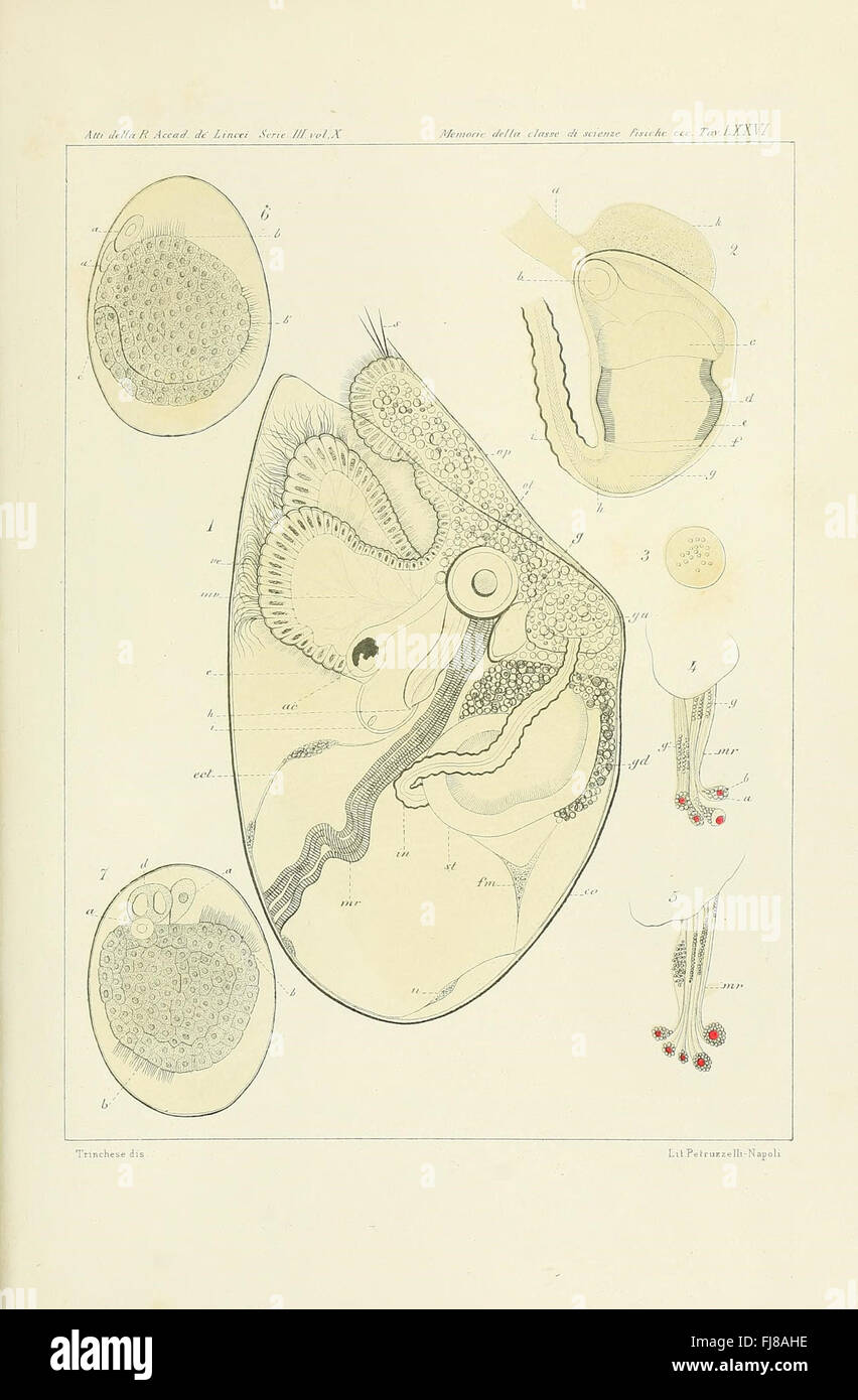 Colididae and related families of mollusks from the Porto di Genova ...