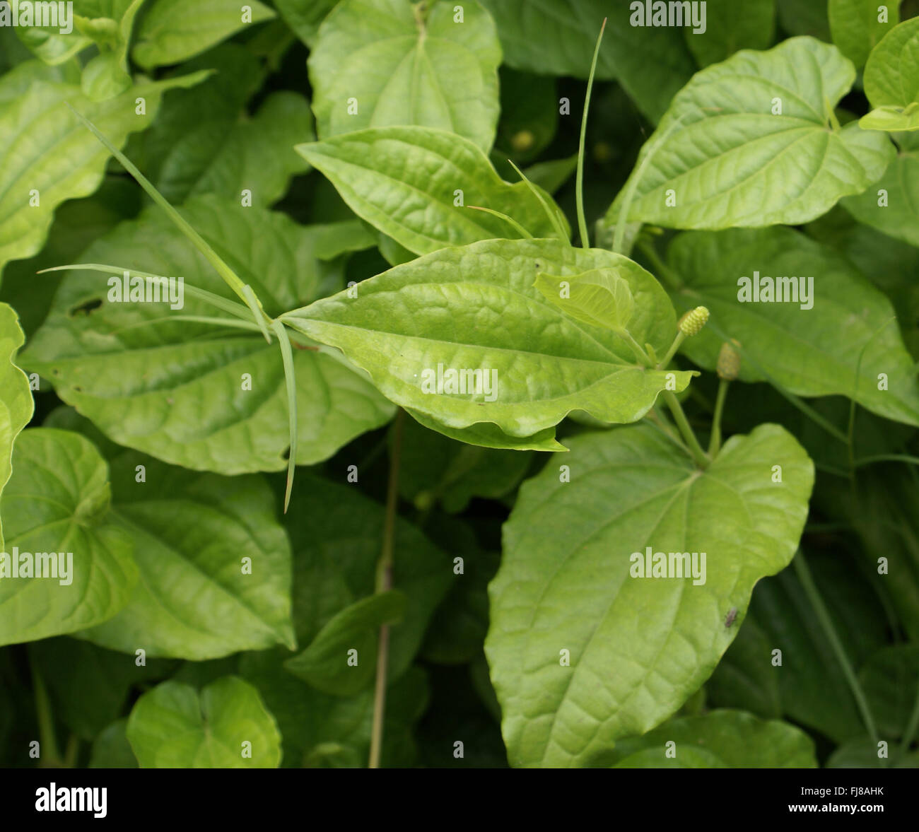 Piper longum, long pepper, Indian long pepper, cultivated vine