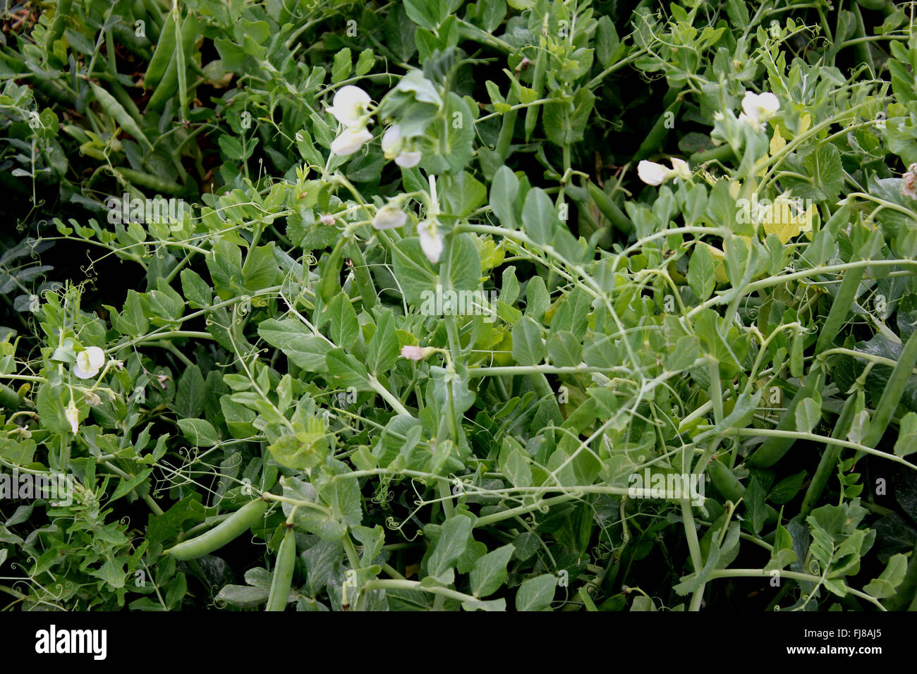 Garden Pea, Pisum sativum, herb with pinnate leaves with terminal tendrils for support, green pods with rounded seeds, vegetable Stock Photo