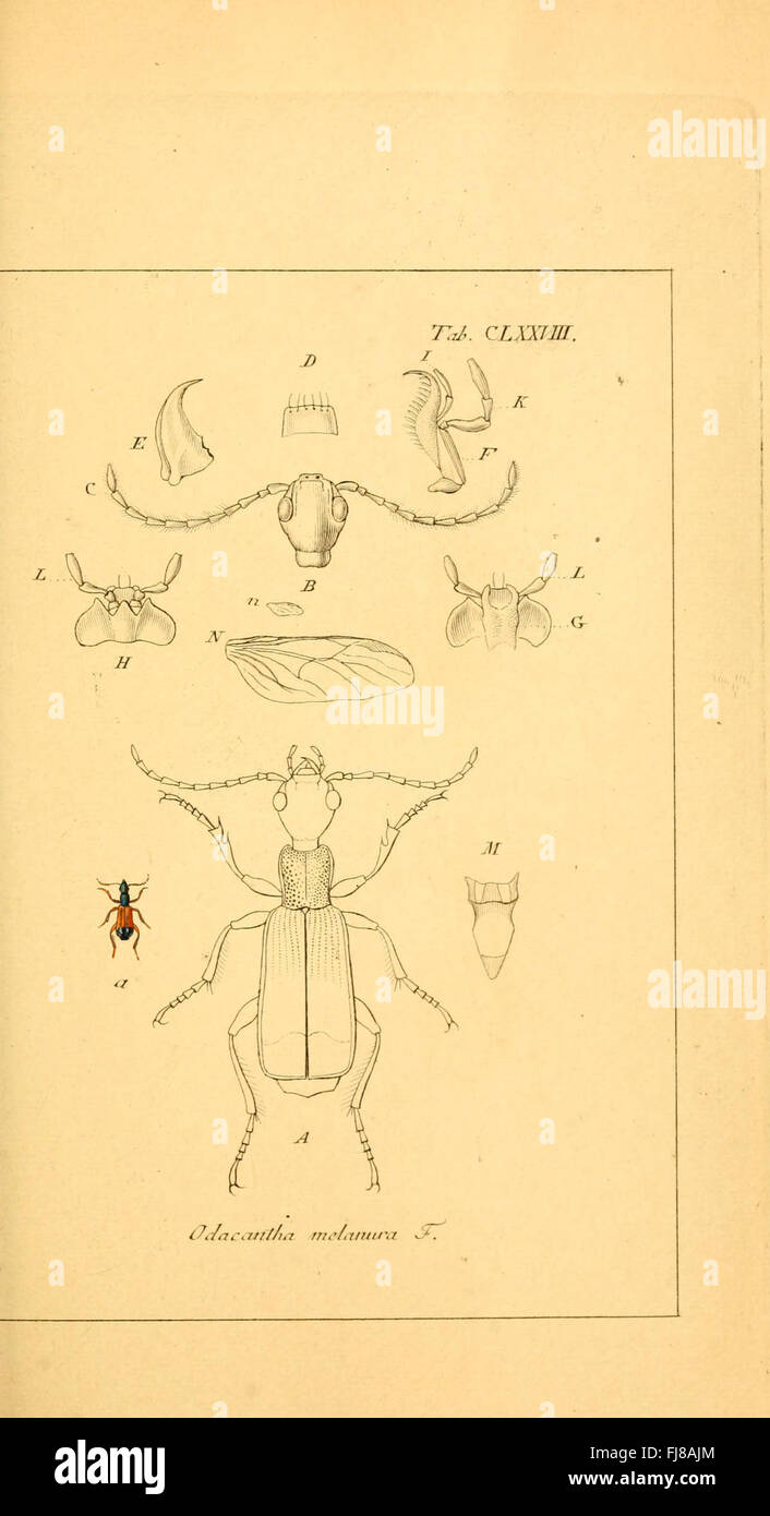 Catalog of various beetle species hi-res stock photography and images ...