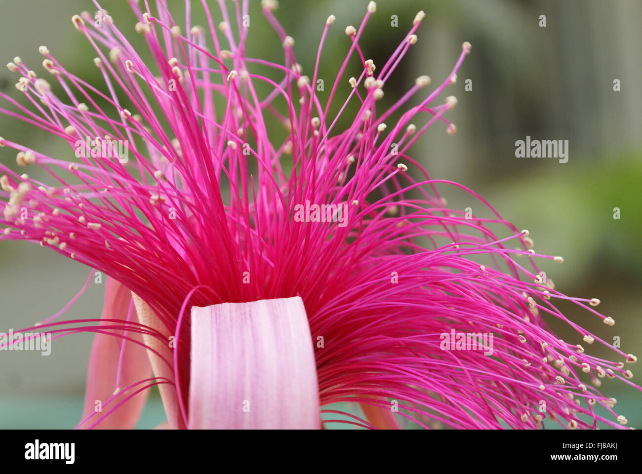 Shaving brush tree, Pseudobombax ellipticum, large tree with palmate