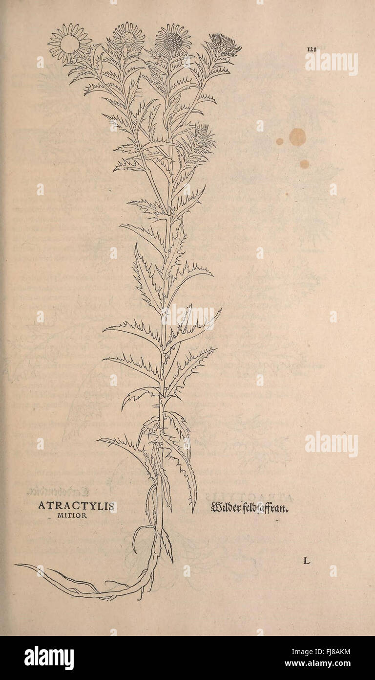 A significant early botanical work documenting plant species, medicinal ...