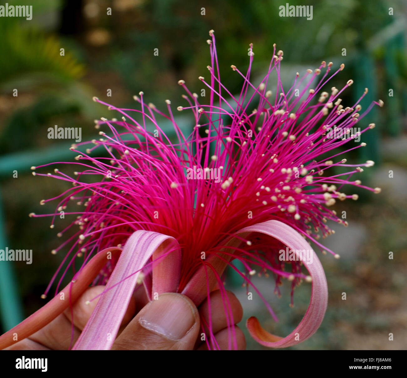 Shaving brush tree, Pseudobombax ellipticum, large tree with palmate