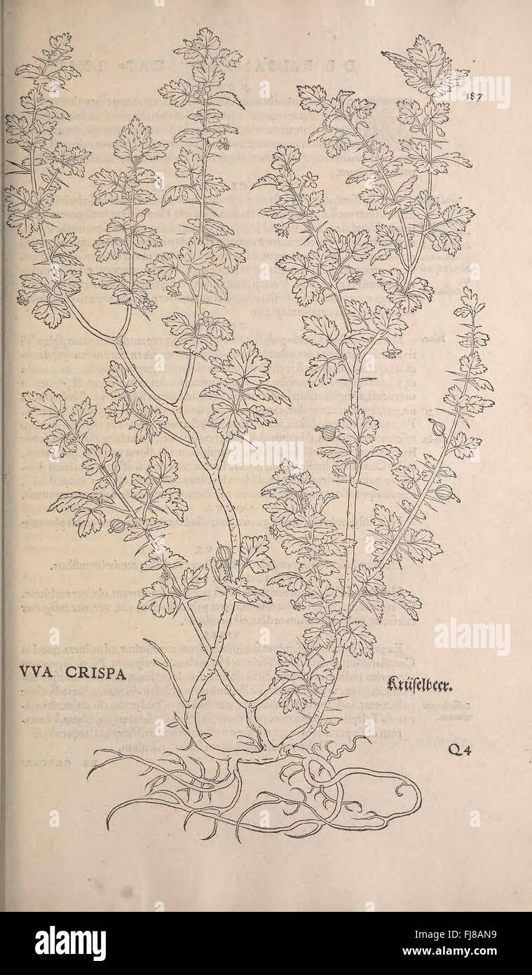 An early botanical work from the pre-Linnean period, documenting ...