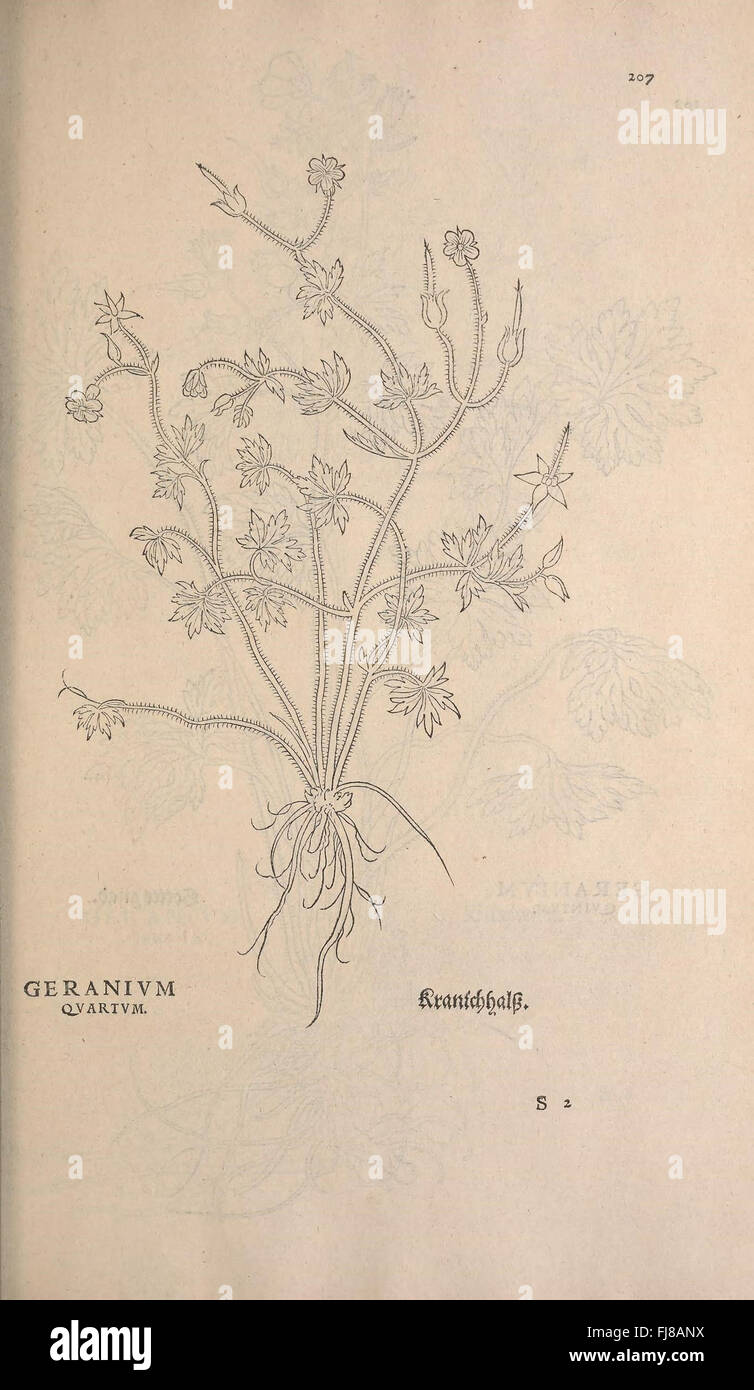 A botanical work on plants and herbs from early works to 1800, with ...