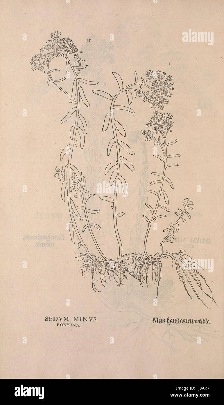 A notable early botanical work documenting plant species before the ...