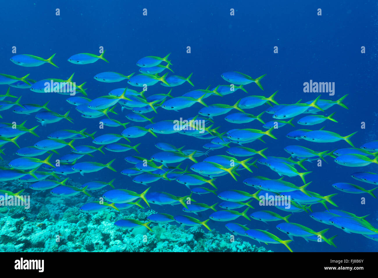 Schools of blue and yellow fusiliers (Caesio teres) roam the edge of the outer Great Barrier Reef feeding on passing plankton Stock Photo
