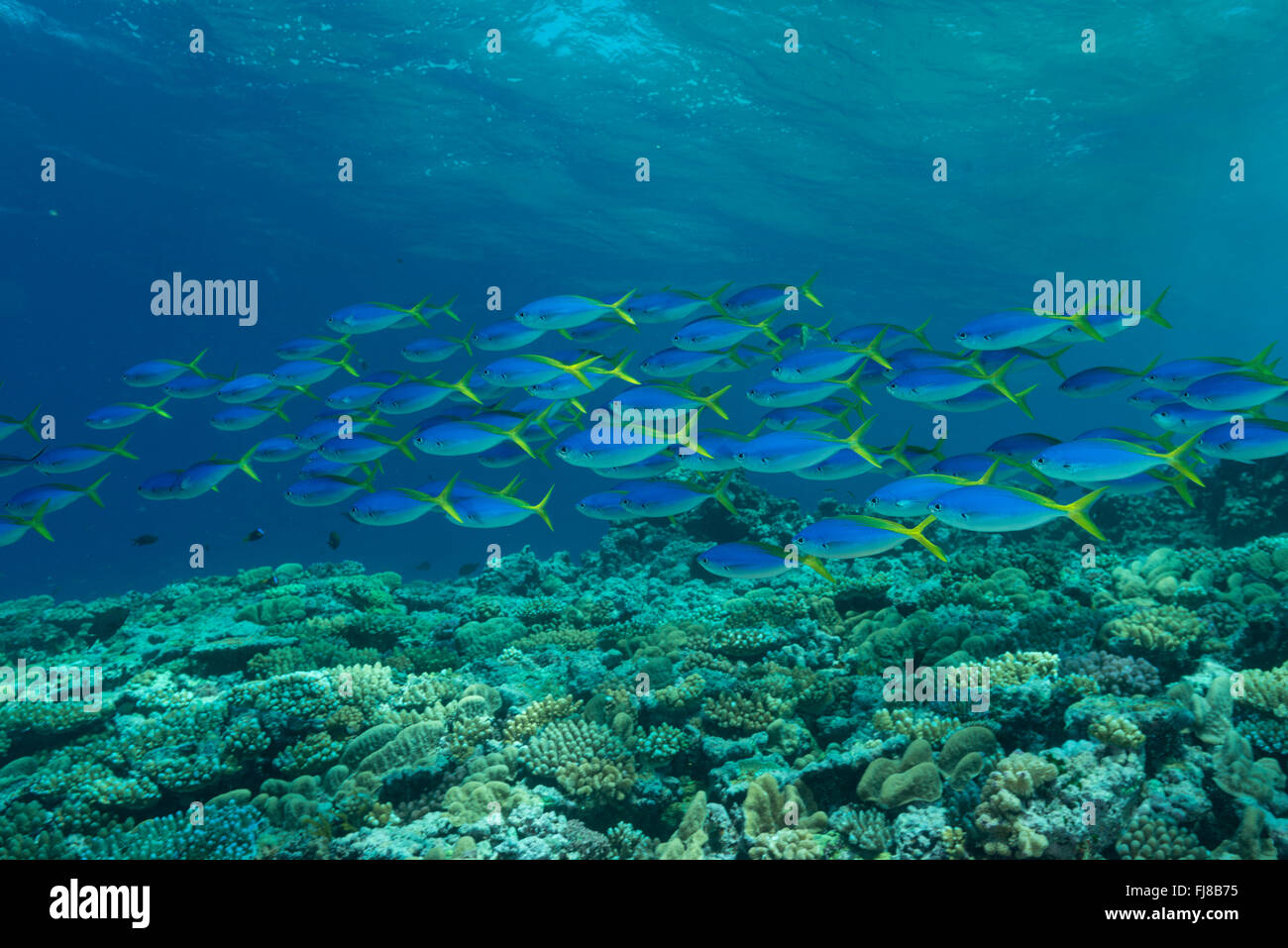Schools of blue and yellow fusiliers (Caesio teres) roam the edge of the outer Great Barrier Reef feeding on passing plankton Stock Photo