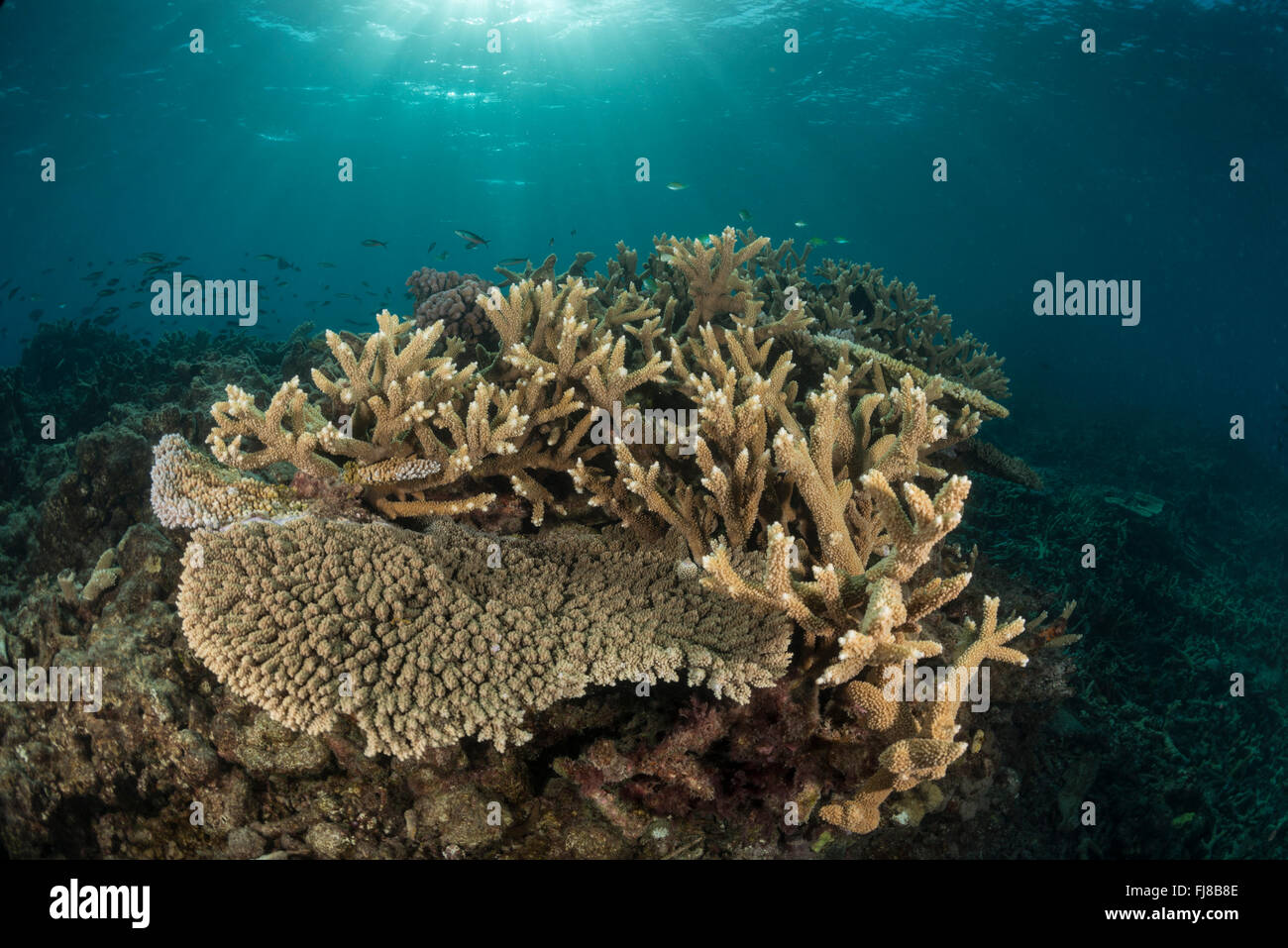 Acropora branching corals healthy in the Great Barrier Reef Stock Photo