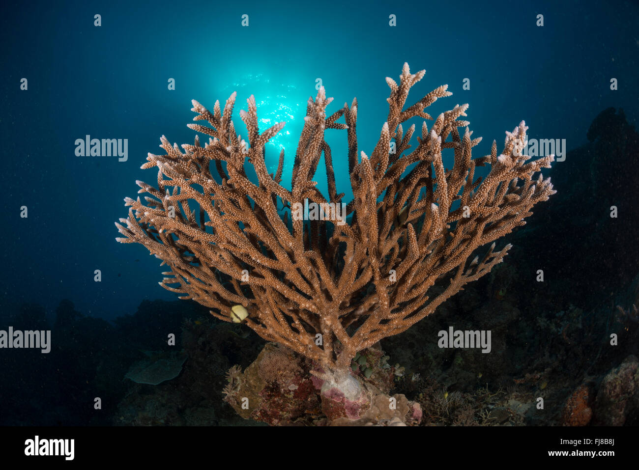 Acropora branching corals healthy in the Great Barrier Reef Stock Photo