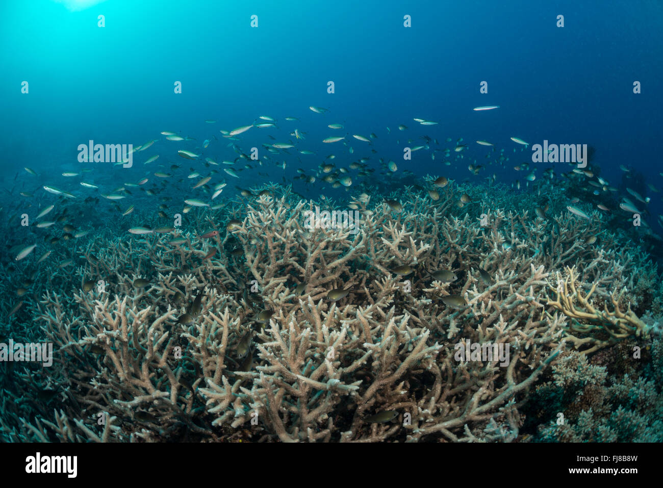 Acropora corals with reef basslets and fusiliers hovering above. Stock Photo
