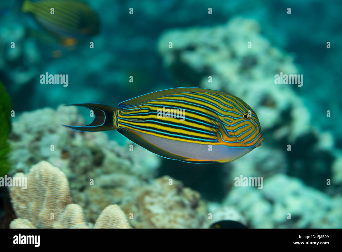 Bluelined Surgeonfish, (Acanthurus lineatus)  in the Great Barrier Reef. Stock Photo
