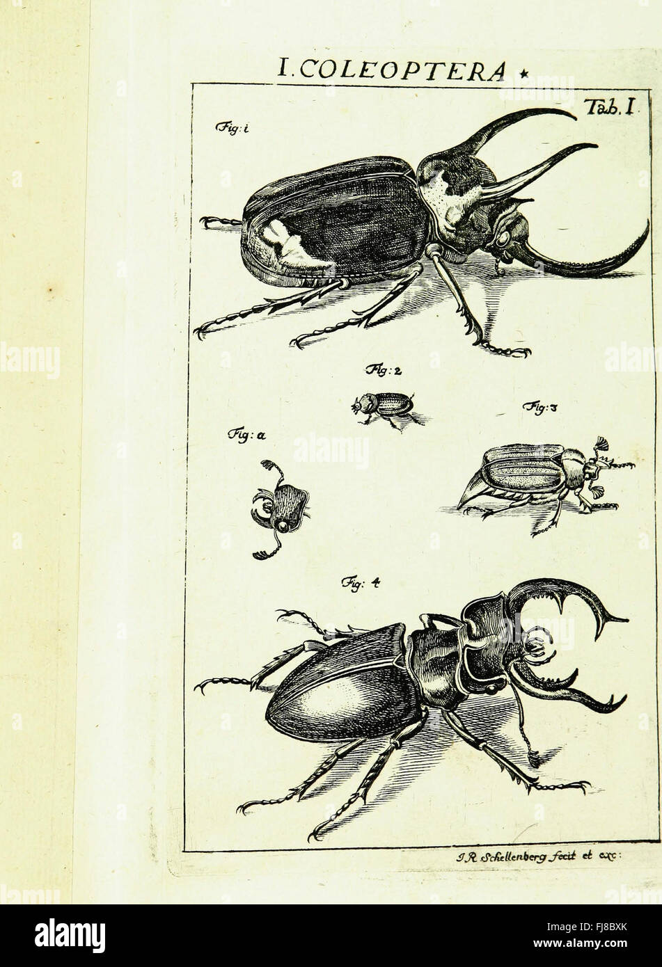 The Knight Insect The Characteristics of Insects, Based on the Guide of Swedish Knight ...