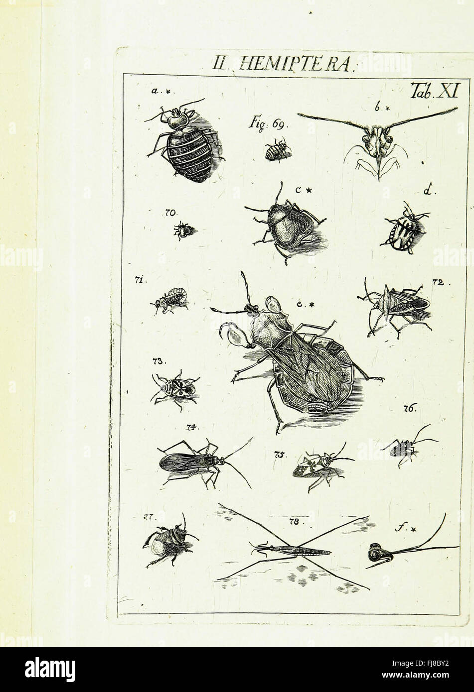 Linee Insect Grouping A detailed guide to insect classification following the work of Swedish ...