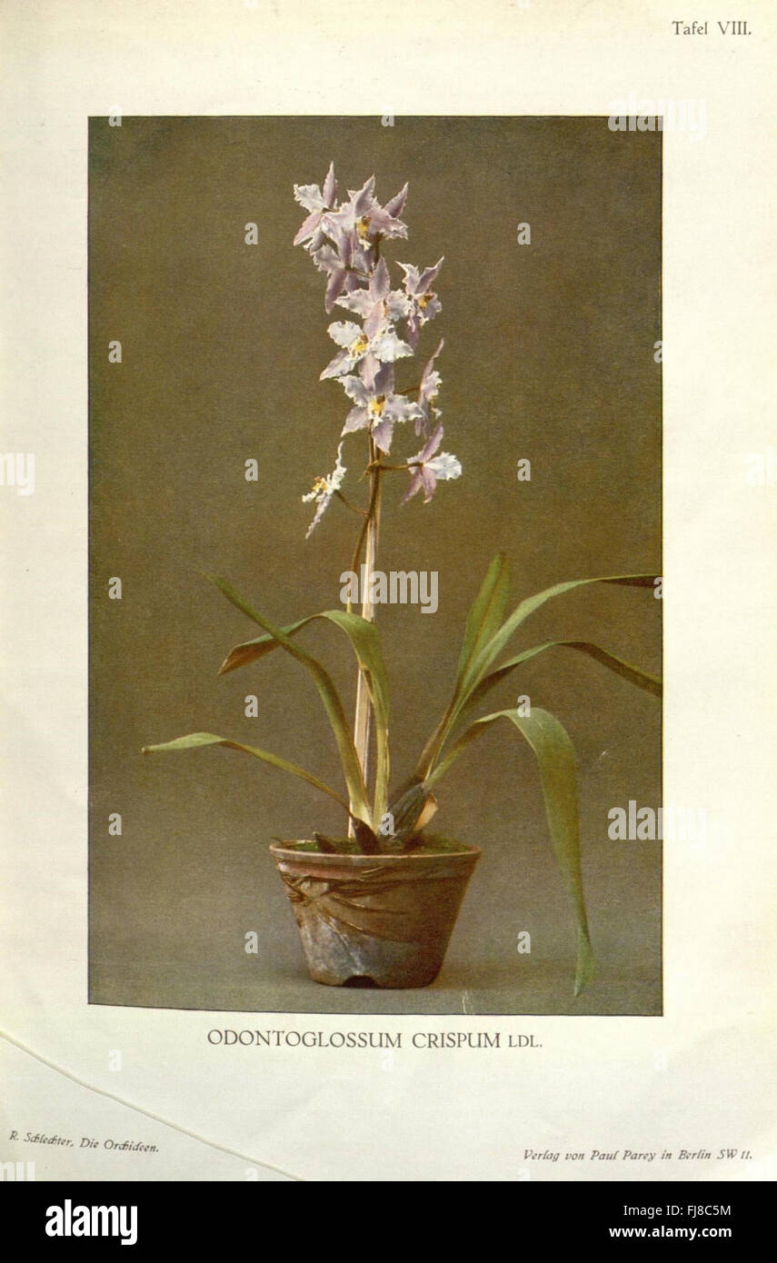 An illustration of orchids from the German botanical work 'Die ...