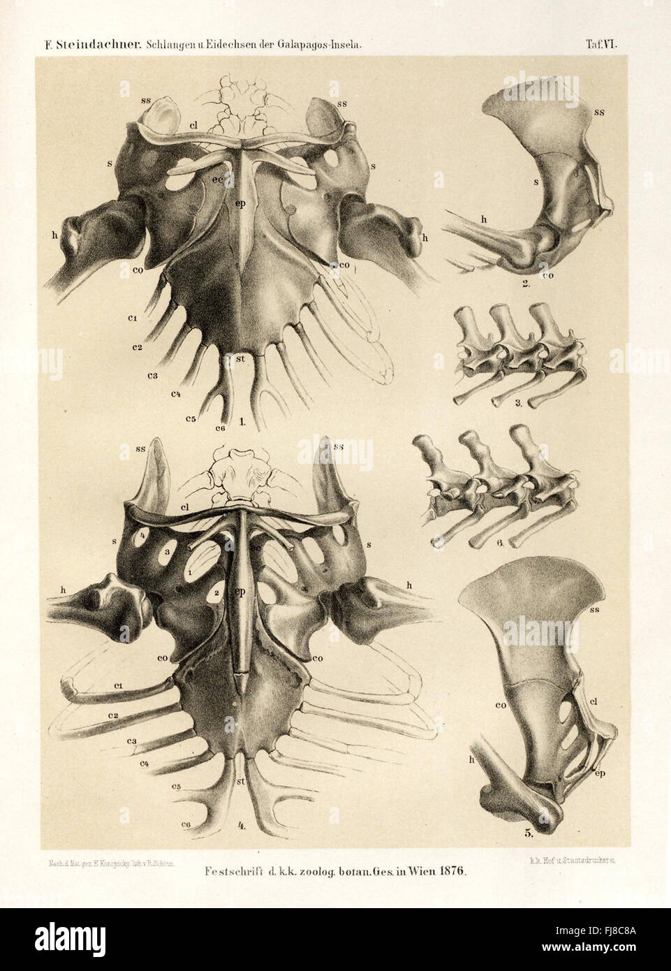 Die schlangen und eidechsen der Galapagos-inseln Stock Photo - Alamy