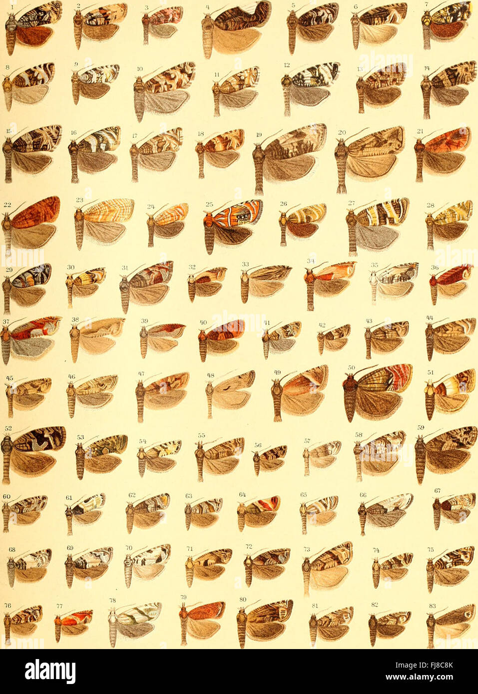 This collection of butterfly species from Europe focuses on the ...