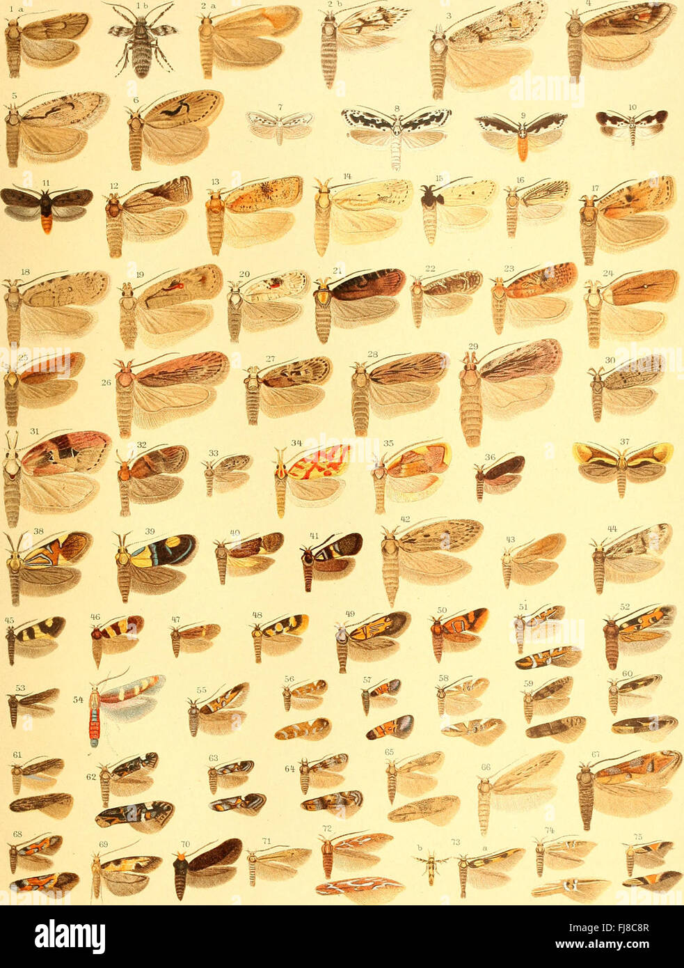 A 1908 work on European butterflies, focusing on species identification ...