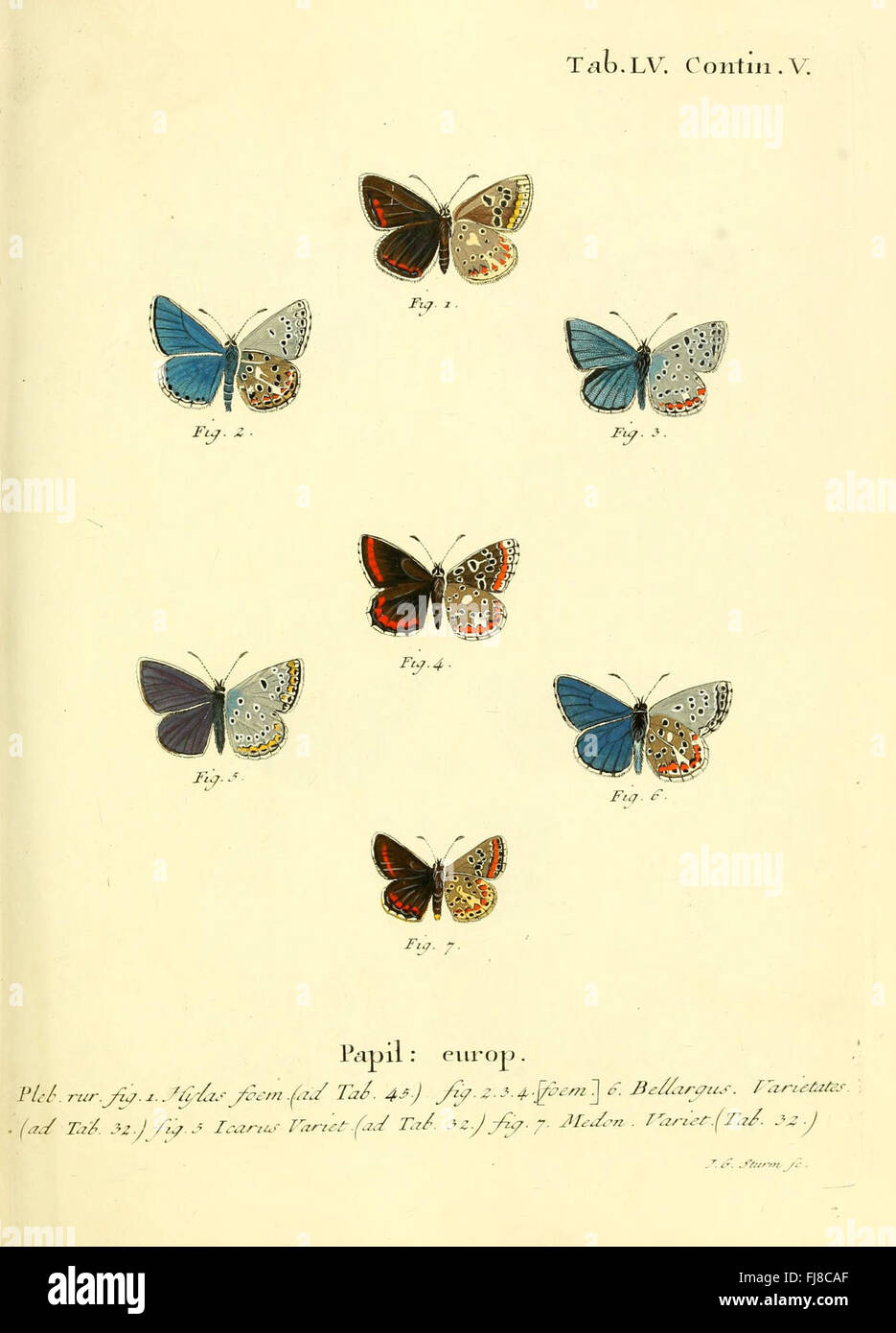 A botanical and entomological study of butterflies in their natural ...