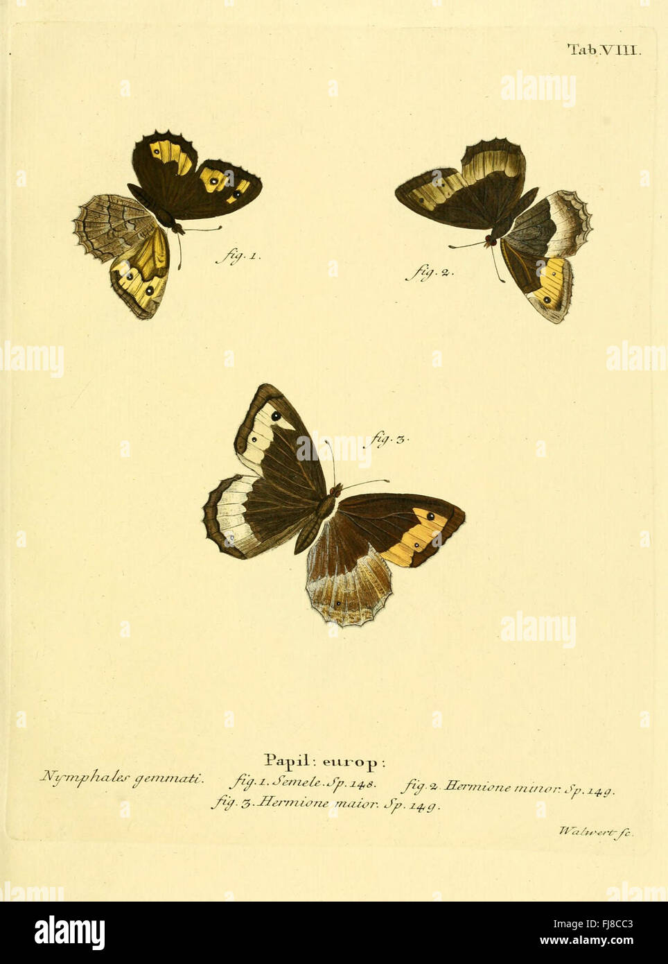 This study focuses on the butterflies of Europe, offering detailed ...