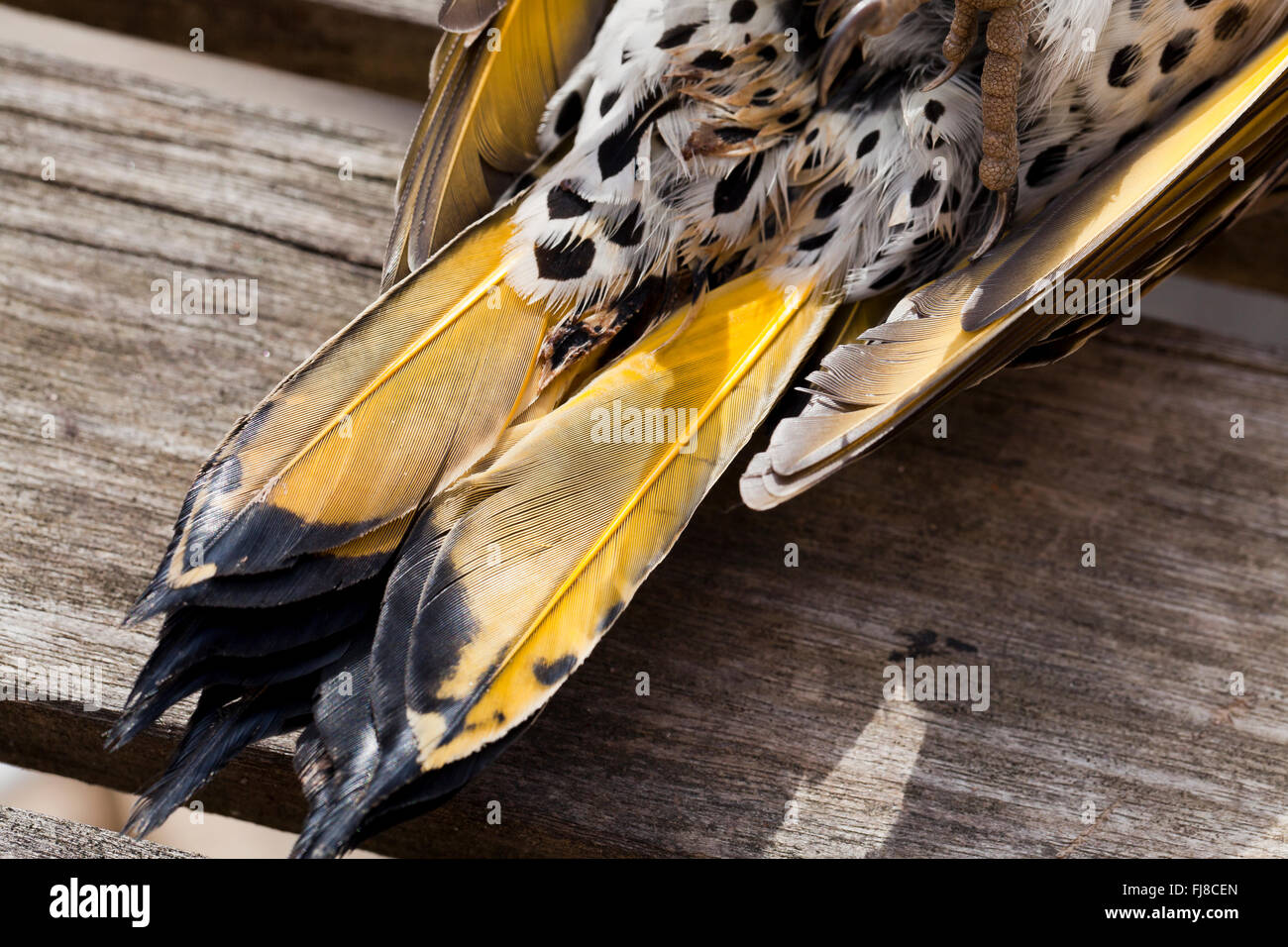 Dead Northern Flicker bird (Colaptes auratus) - Virginia USA Stock Photo