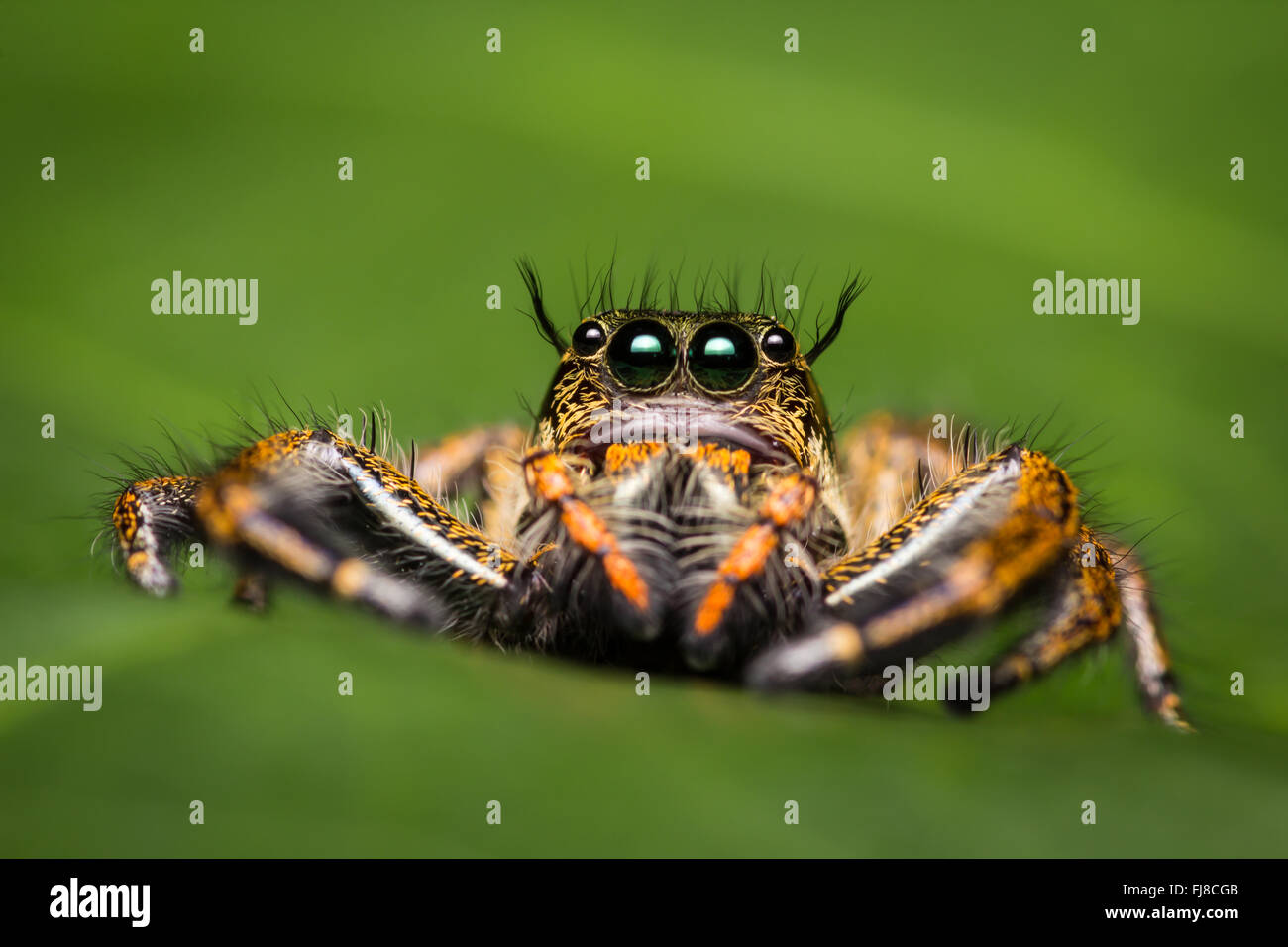 Jumping spider on green leaf hi-res stock photography and images - Alamy