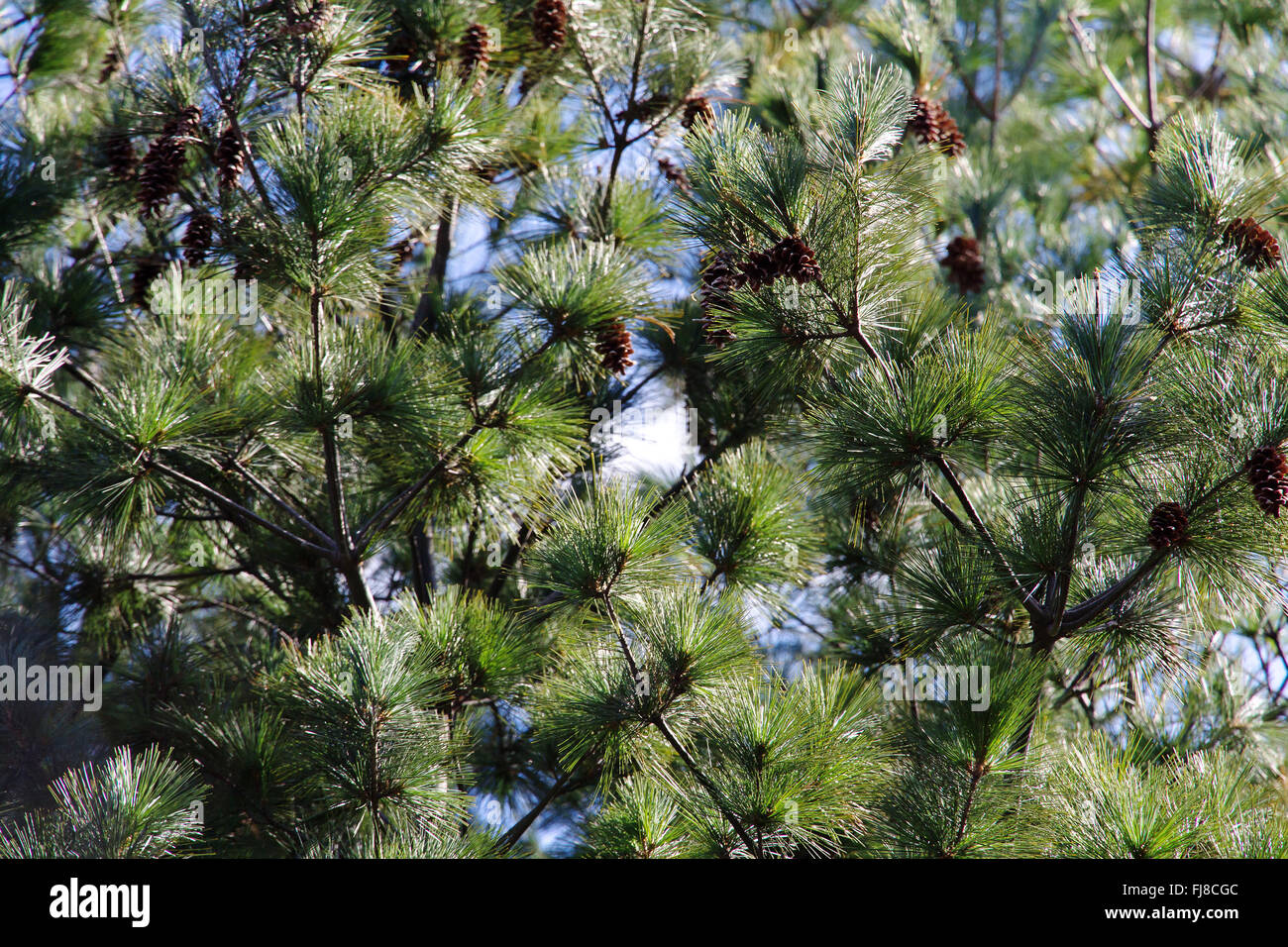 Japanese red pine Stock Photo